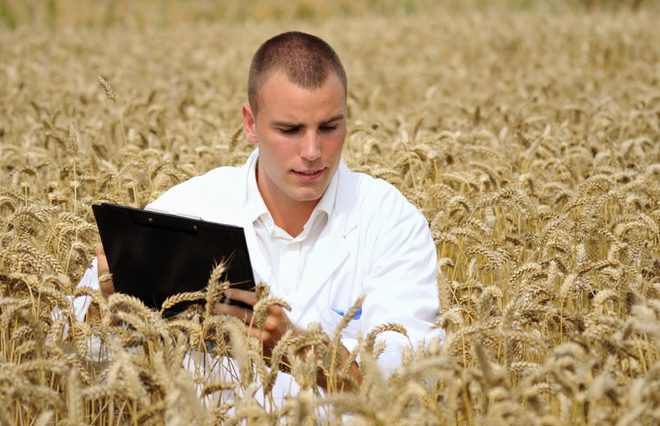 Young agronomist or a student checking results of his experiment in the wheat field